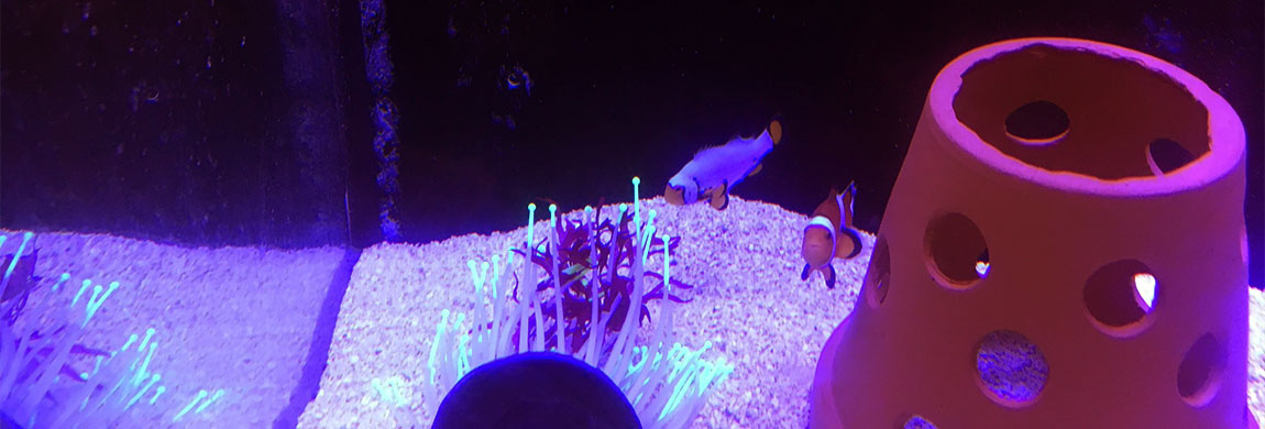 Clownfish breeding genetics are being studied in the Marine Lab.
