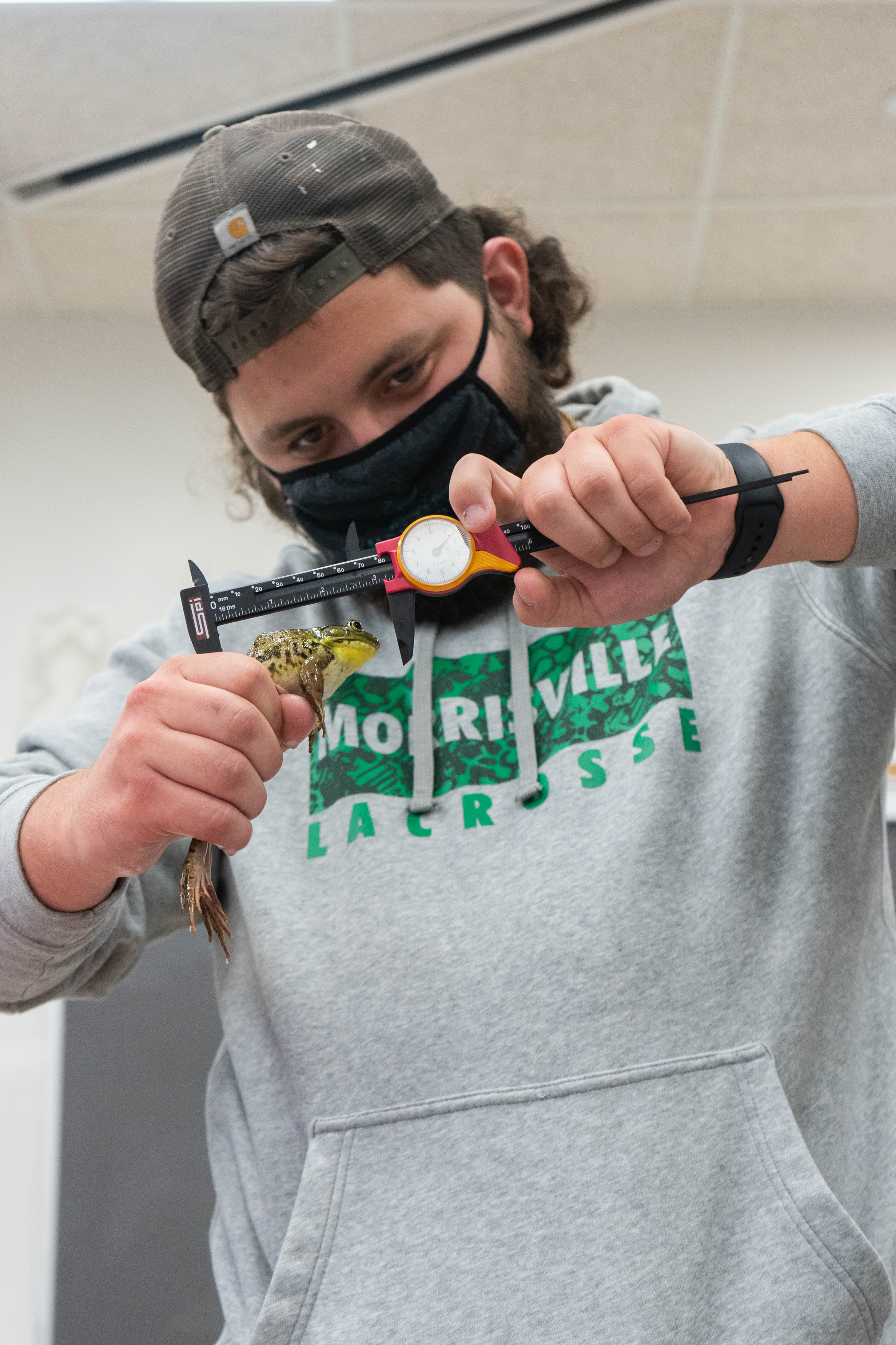 •	Cyrus Shamy, an environmental & conservation science major, measures a green frog.   