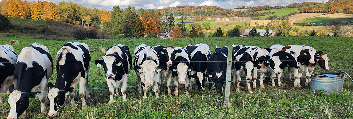 Cows graze at the SUNY Morrisville Dairy Complex.