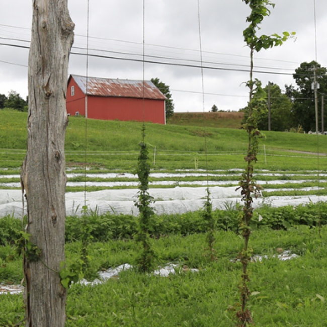 Crops growing with red barns in the background.