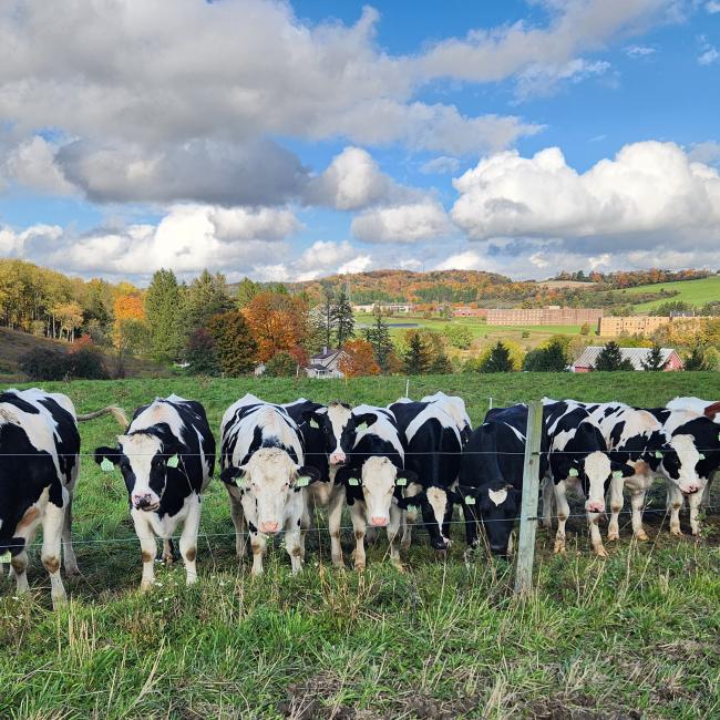 SUNY Morrisville cows