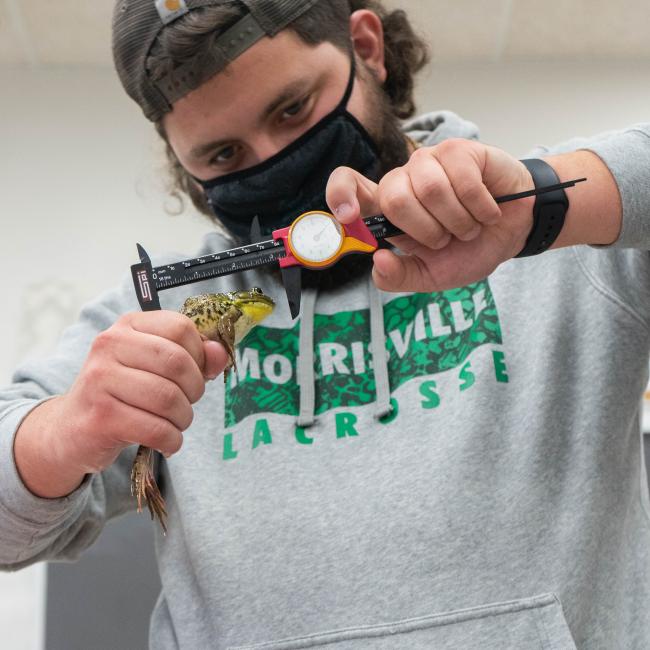 • Cyrus Shamy, an environmental & conservation science major, measures a green frog.