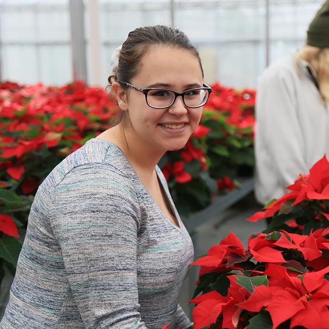 A student prepares for the annual poinsettia sale