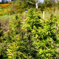 Cannabis waiting to be harvested from the research plot in 2019.